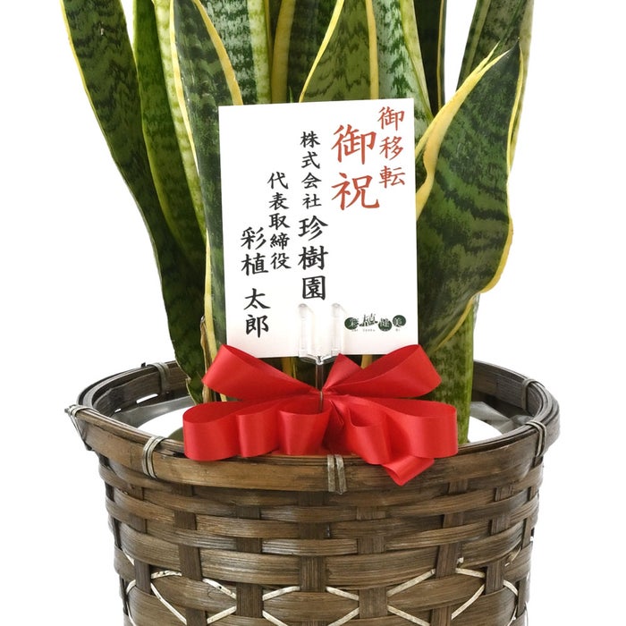 観葉植物 通販 サンスベリア・ローレンティー 7号鉢 キャラメルブラウン鉢カバー付 観葉植物 本物