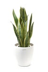 観葉植物 通販 サンスベリア・ローレンティー 7号鉢 ラスター白鉢カバー付 観葉植物 本物
