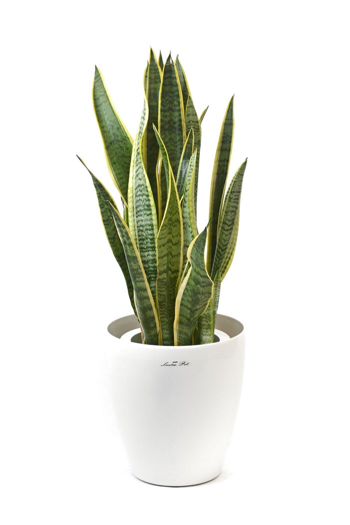 観葉植物 通販 サンスベリア・ローレンティー 7号鉢 ラスター白鉢カバー付 観葉植物 本物