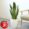 観葉植物 通販 サンスベリア・ローレンティー 7号鉢 ラスター白鉢カバー付 観葉植物 本物