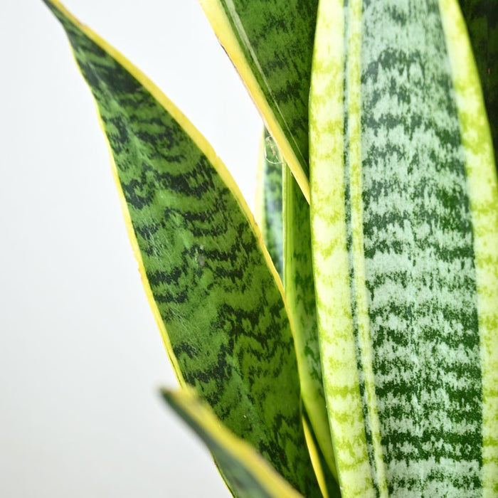 観葉植物 通販 サンスベリア・ローレンティー 7号鉢 ラスター白鉢カバー付 観葉植物 本物