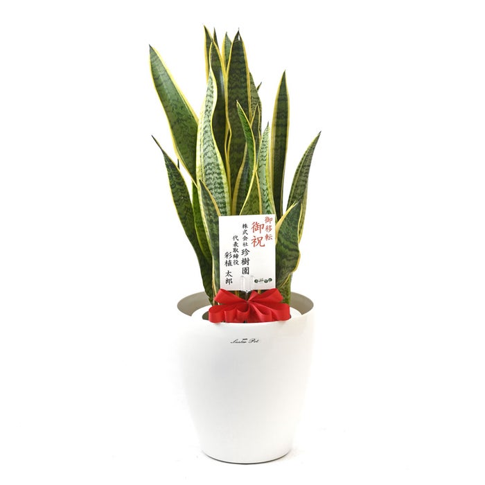 観葉植物 通販 サンスベリア・ローレンティー 7号鉢 ラスター白鉢カバー付 観葉植物 本物