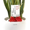 観葉植物 通販 サンスベリア・ローレンティー 7号鉢 ラスター白鉢カバー付 観葉植物 本物