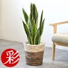 観葉植物 通販 サンスベリア・ローレンティー 7号鉢 ツートーン鉢カバー付 観葉植物 本物