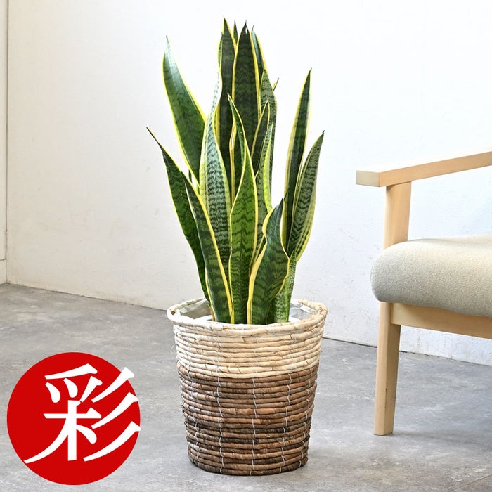 観葉植物 通販 サンスベリア・ローレンティー 7号鉢 ツートーン鉢カバー付 観葉植物 本物