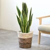 観葉植物 通販 サンスベリア・ローレンティー 7号鉢 ツートーン鉢カバー付 観葉植物 本物