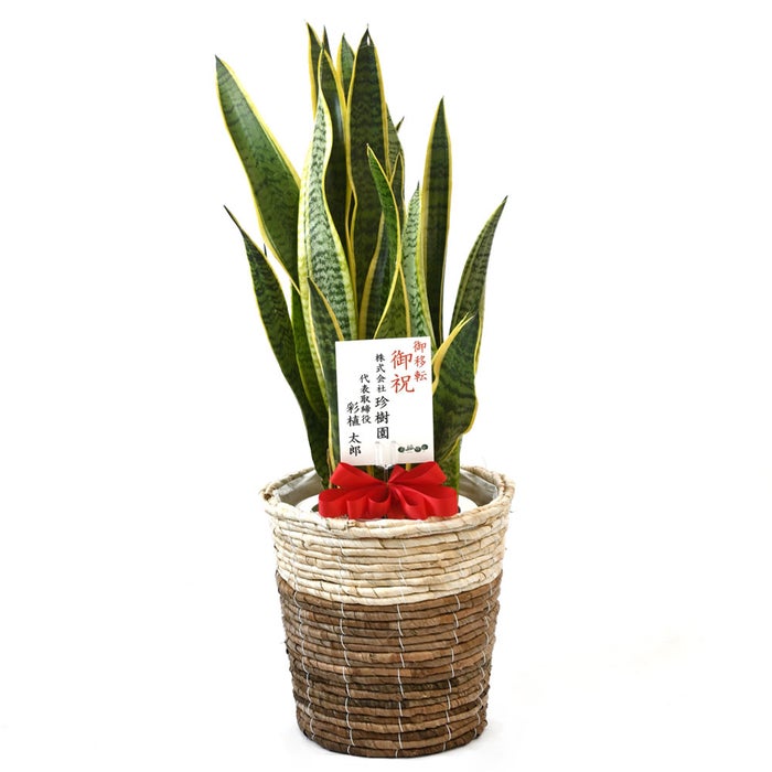 観葉植物 通販 サンスベリア・ローレンティー 7号鉢 ツートーン鉢カバー付 観葉植物 本物