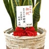 観葉植物 通販 サンスベリア・ローレンティー 7号鉢 ツートーン鉢カバー付 観葉植物 本物