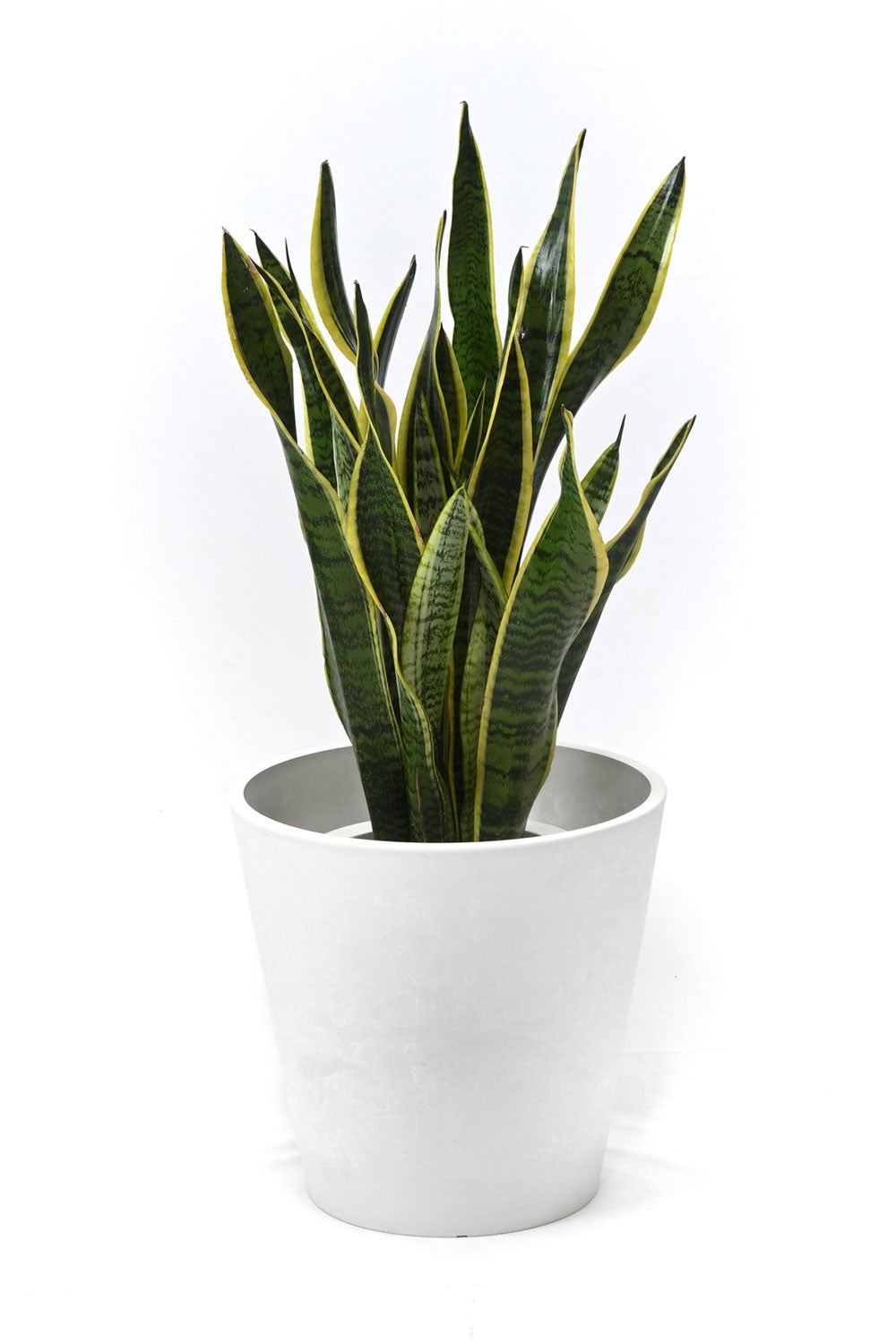観葉植物 通販 サンスベリア・ローレンティー 7号鉢 ガルボ鉢カバー付 観葉植物 本物