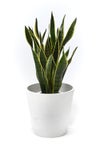 観葉植物 通販 サンスベリア・ローレンティー 7号鉢 ガルボ鉢カバー付 観葉植物 本物