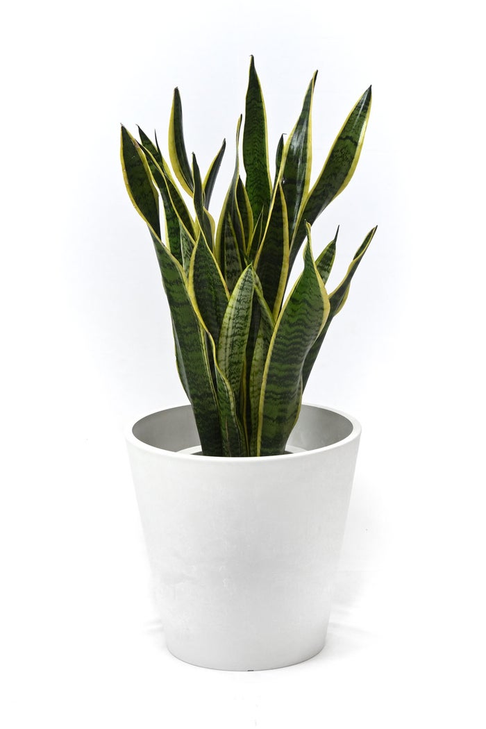 観葉植物 通販 サンスベリア・ローレンティー 7号鉢 ガルボ鉢カバー付 観葉植物 本物