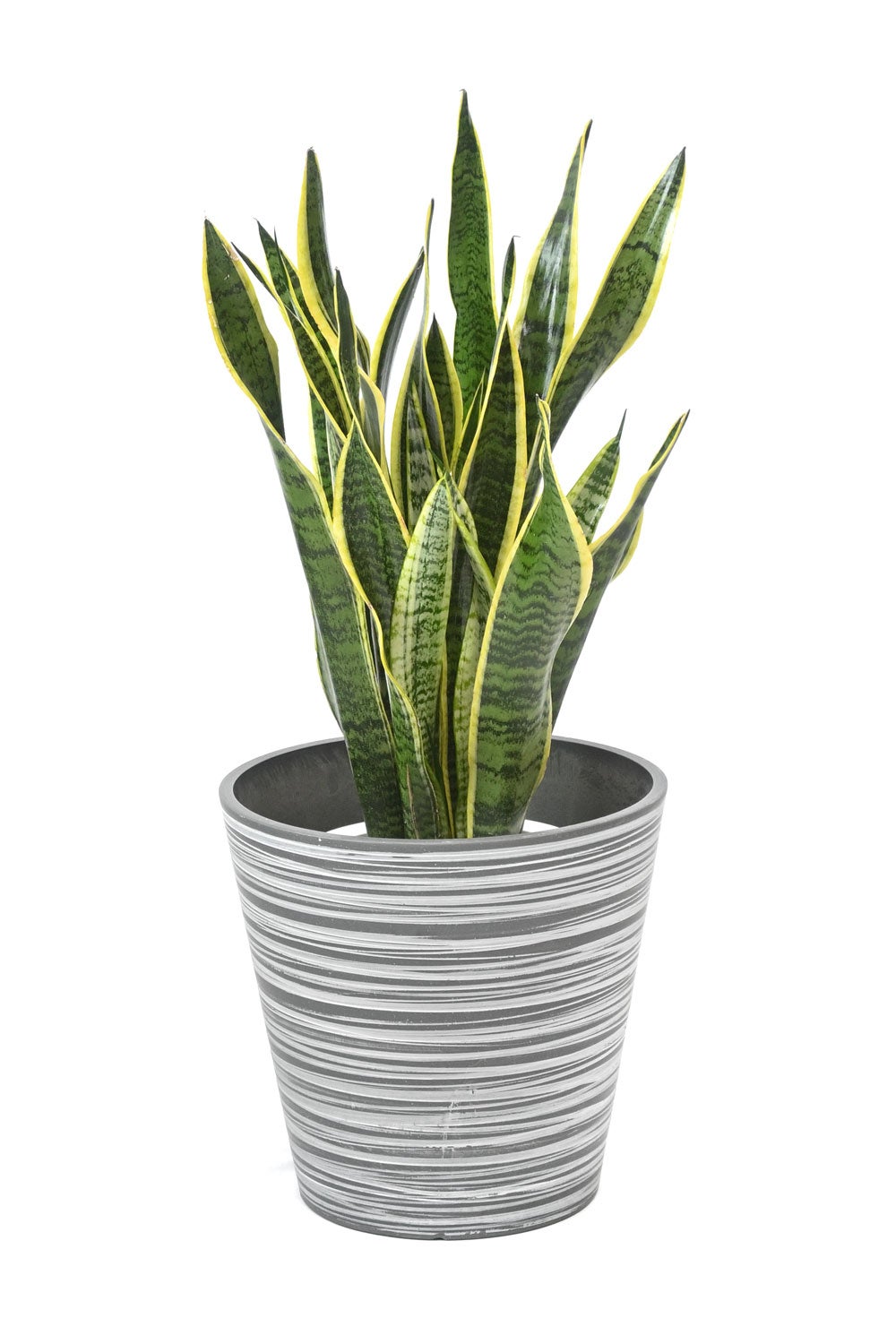 観葉植物 通販 サンスベリア・ローレンティー 7号鉢 エコフレンドリーポット鉢カバー付 観葉植物 本物