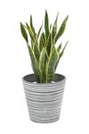 観葉植物 通販 サンスベリア・ローレンティー 7号鉢 エコフレンドリーポット鉢カバー付 観葉植物 本物