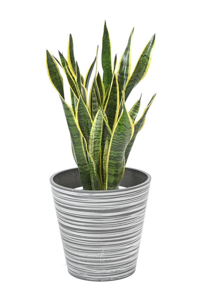 観葉植物 通販 サンスベリア・ローレンティー 7号鉢 エコフレンドリーポット鉢カバー付 観葉植物 本物