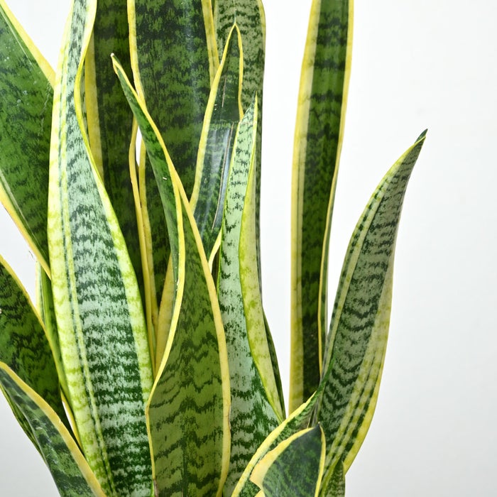 観葉植物 通販 サンスベリア・ローレンティー 7号鉢 エコフレンドリーポット鉢カバー付 観葉植物 本物