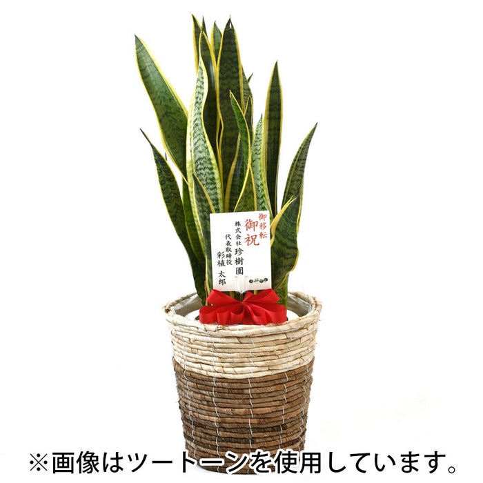 観葉植物 通販 サンスベリア・ローレンティー 7号鉢 エコフレンドリーポット鉢カバー付 観葉植物 本物
