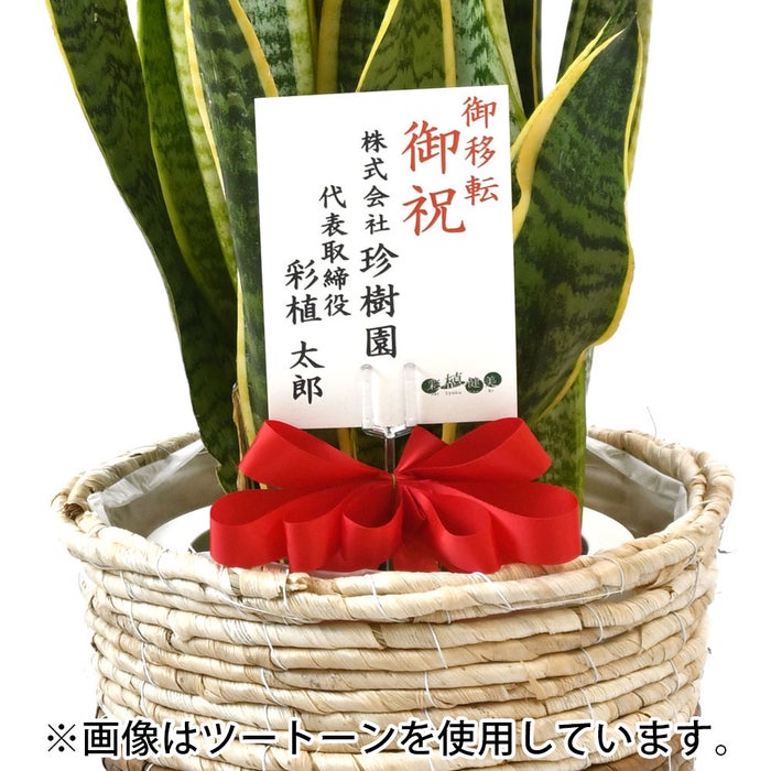 観葉植物 通販 サンスベリア・ローレンティー 7号鉢 エコフレンドリーポット鉢カバー付 観葉植物 本物