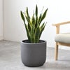 観葉植物 通販 サンスベリア・ローレンティー 7号鉢 ルーケト鉢カバー付 観葉植物 本物