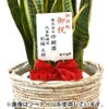 観葉植物 通販 サンスベリア・ローレンティー 7号鉢 ルーケト鉢カバー付 観葉植物 本物