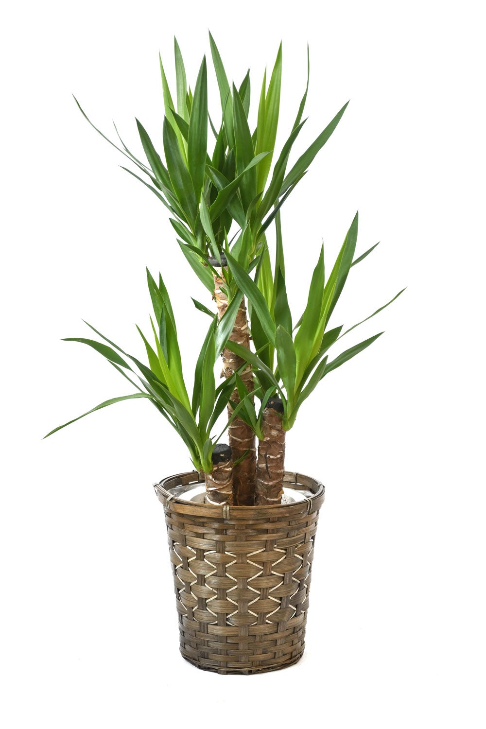 観葉植物 通販 ユッカ・エレファンティペス 7号鉢 キャラメルブラウン鉢カバー付 観葉植物 本物