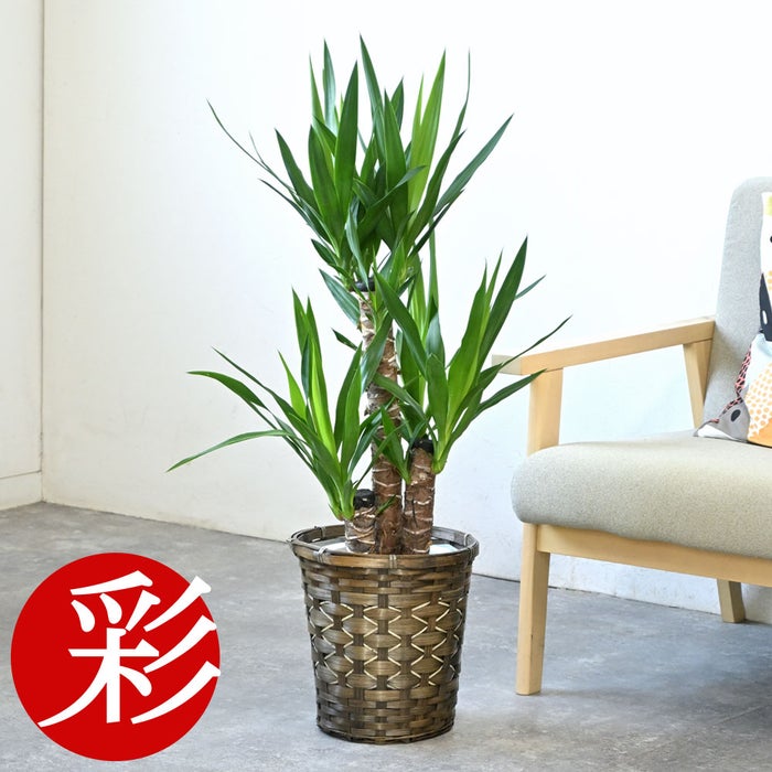観葉植物 通販 ユッカ・エレファンティペス 7号鉢 キャラメルブラウン鉢カバー付 観葉植物 本物