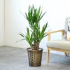 観葉植物 通販 ユッカ・エレファンティペス 7号鉢 キャラメルブラウン鉢カバー付 観葉植物 本物