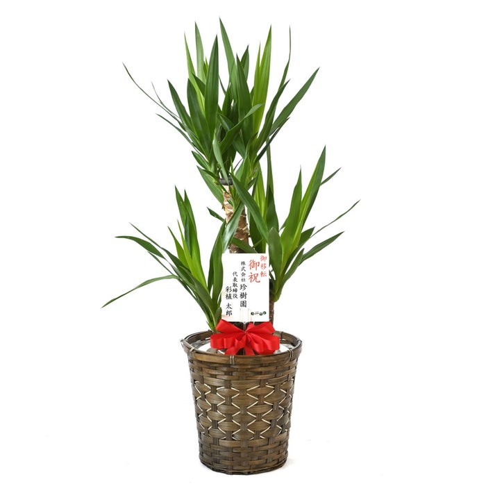 観葉植物 通販 ユッカ・エレファンティペス 7号鉢 キャラメルブラウン鉢カバー付 観葉植物 本物