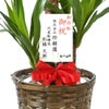 観葉植物 通販 ユッカ・エレファンティペス 7号鉢 キャラメルブラウン鉢カバー付 観葉植物 本物