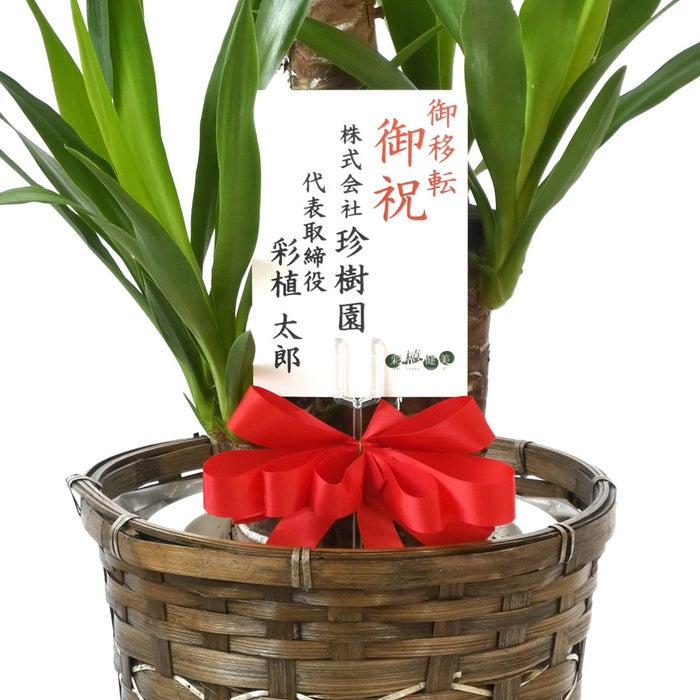 観葉植物 通販 ユッカ・エレファンティペス 7号鉢 キャラメルブラウン鉢カバー付 観葉植物 本物