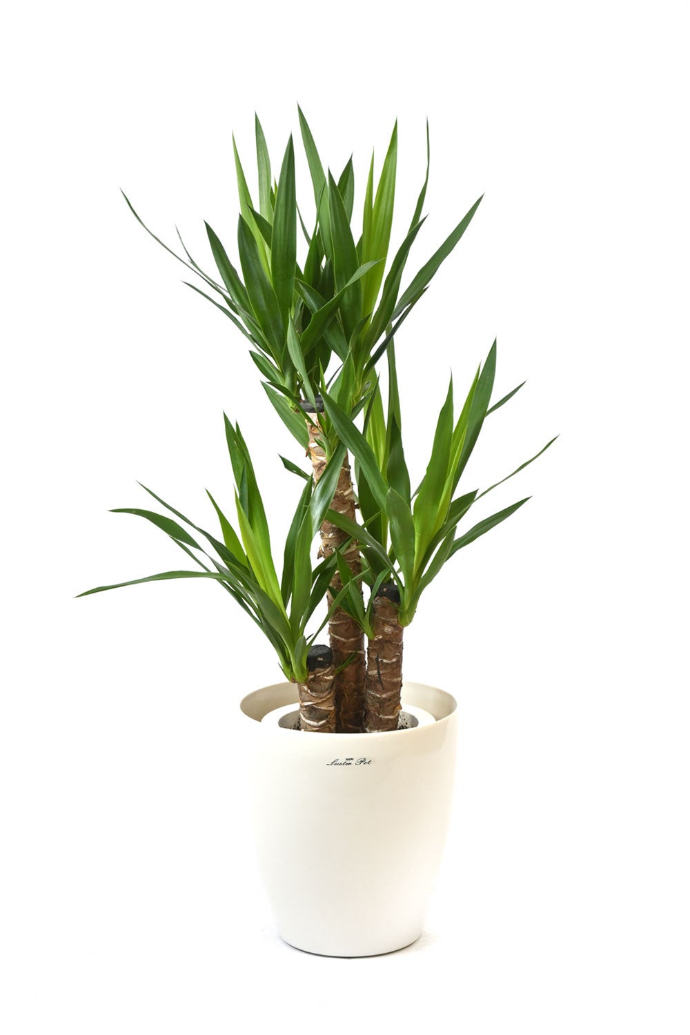 観葉植物 通販 ユッカ・エレファンティペス 7号鉢 ラスター白鉢カバー付 観葉植物 本物