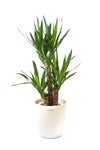 観葉植物 通販 ユッカ・エレファンティペス 7号鉢 ラスター白鉢カバー付 観葉植物 本物
