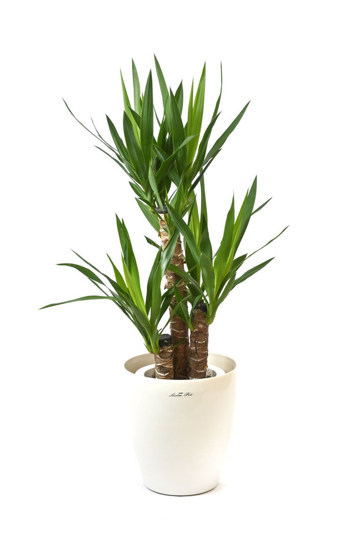 観葉植物 通販 ユッカ・エレファンティペス 7号鉢 ラスター白鉢カバー付 観葉植物 本物