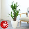 観葉植物 通販 ユッカ・エレファンティペス 7号鉢 ラスター白鉢カバー付 観葉植物 本物