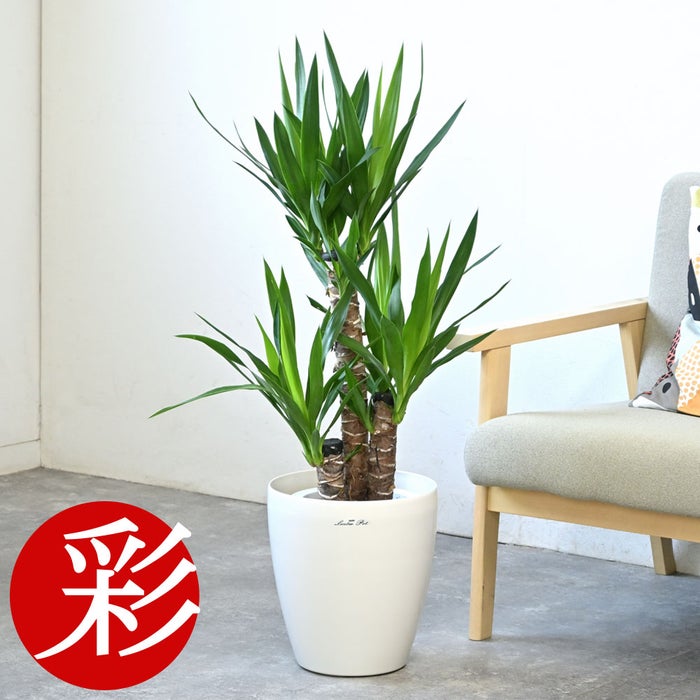 観葉植物 通販 ユッカ・エレファンティペス 7号鉢 ラスター白鉢カバー付 観葉植物 本物