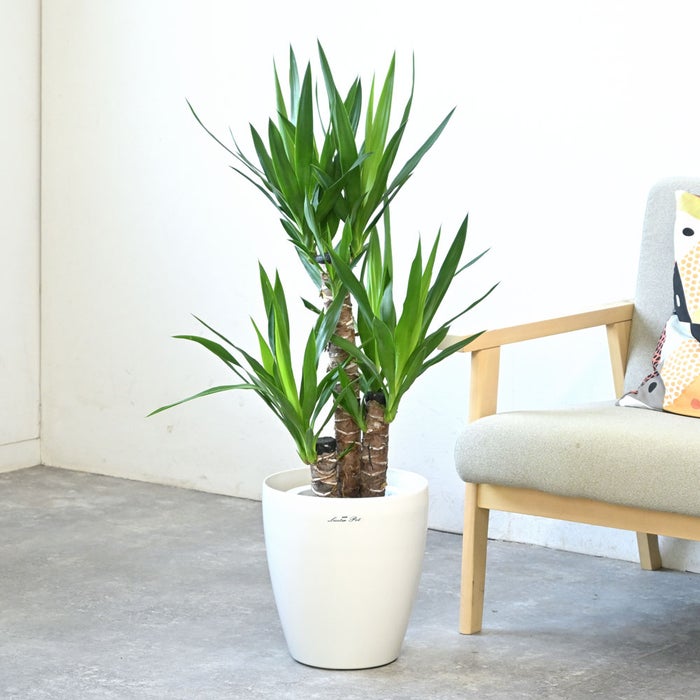観葉植物 通販 ユッカ・エレファンティペス 7号鉢 ラスター白鉢カバー付 観葉植物 本物