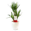 観葉植物 通販 ユッカ・エレファンティペス 7号鉢 ラスター白鉢カバー付 観葉植物 本物