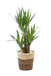 観葉植物 通販 ユッカ・エレファンティペス 7号鉢 ツートーン鉢カバー付 観葉植物 本物