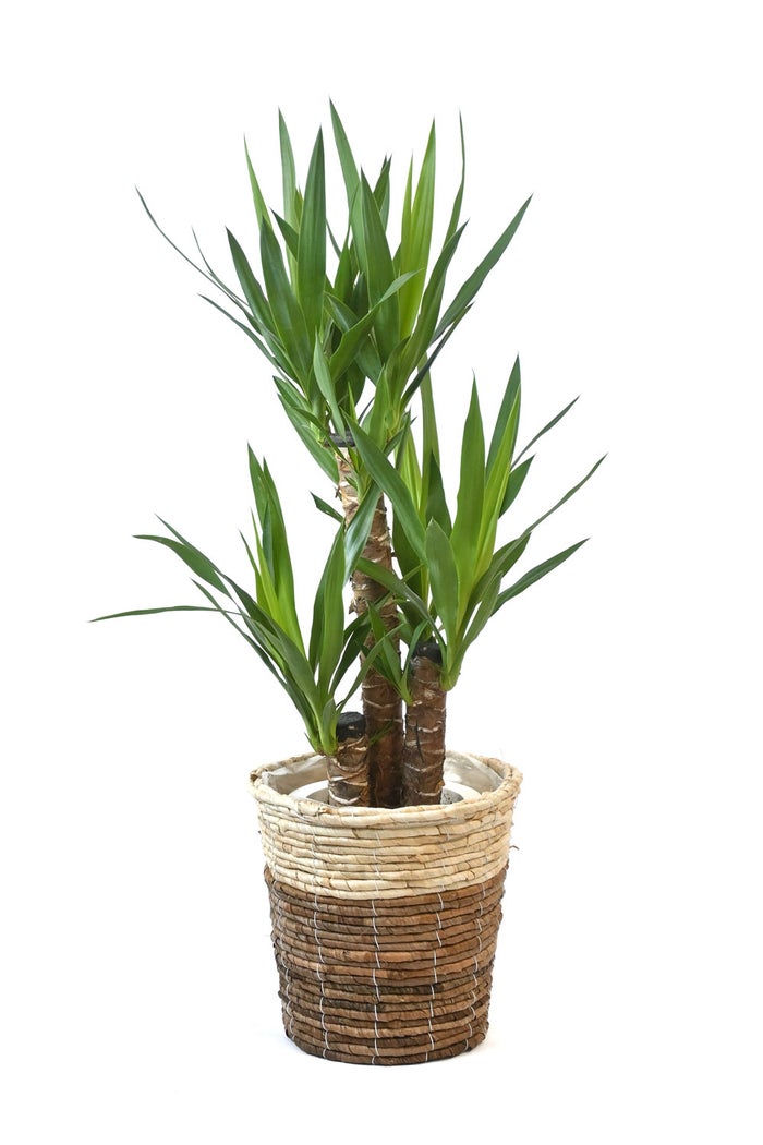 観葉植物 通販 ユッカ・エレファンティペス 7号鉢 ツートーン鉢カバー付 観葉植物 本物