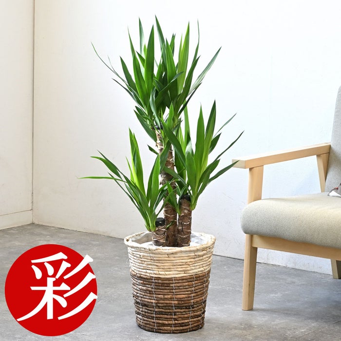 観葉植物 通販 ユッカ・エレファンティペス 7号鉢 ツートーン鉢カバー付 観葉植物 本物