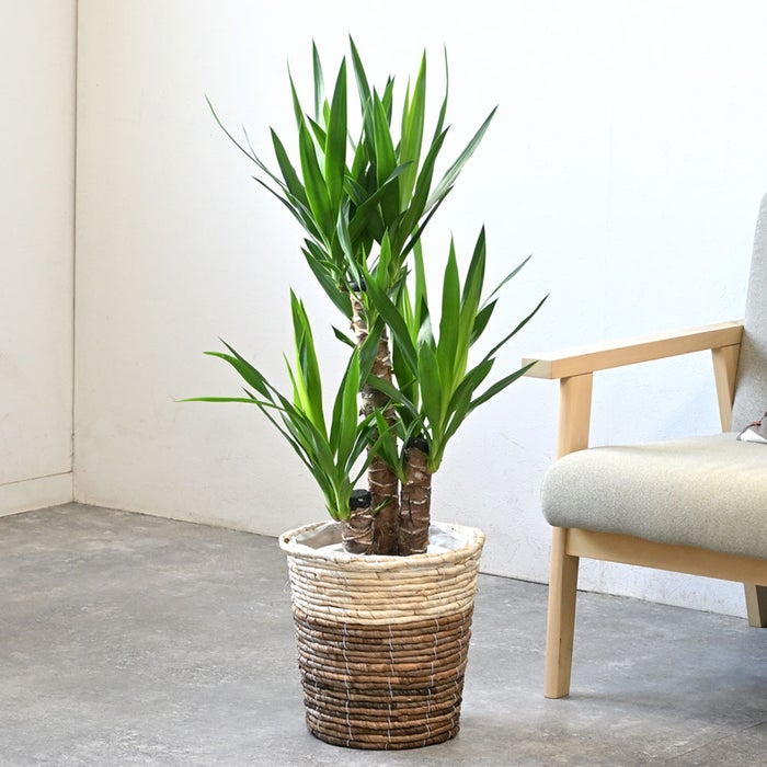 観葉植物 通販 ユッカ・エレファンティペス 7号鉢 ツートーン鉢カバー付 観葉植物 本物