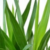 観葉植物 通販 ユッカ・エレファンティペス 7号鉢 ツートーン鉢カバー付 観葉植物 本物