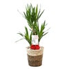 観葉植物 通販 ユッカ・エレファンティペス 7号鉢 ツートーン鉢カバー付 観葉植物 本物