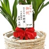 観葉植物 通販 ユッカ・エレファンティペス 7号鉢 ツートーン鉢カバー付 観葉植物 本物