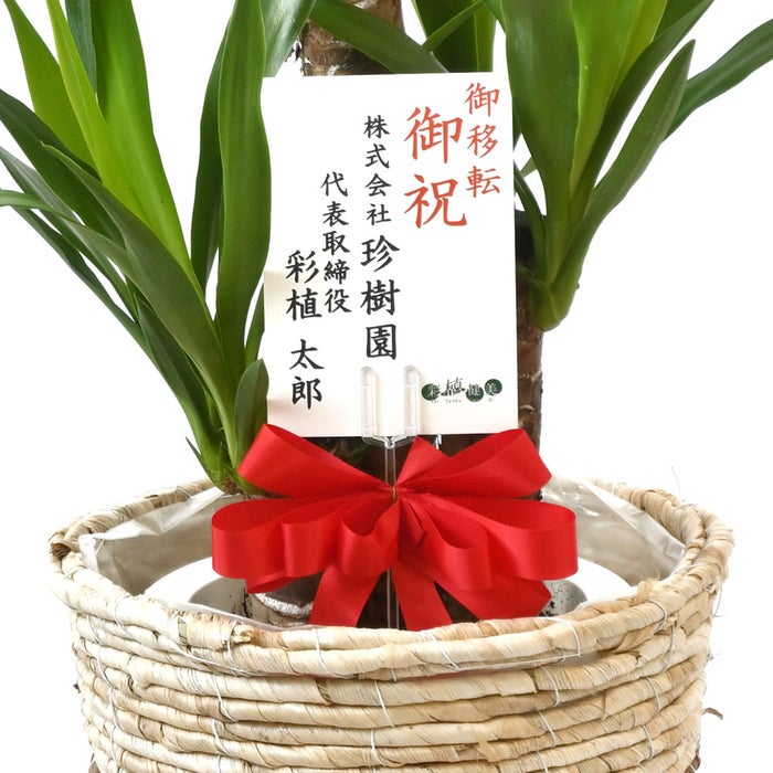 観葉植物 通販 ユッカ・エレファンティペス 7号鉢 ツートーン鉢カバー付 観葉植物 本物