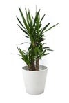 観葉植物 通販 ユッカ・エレファンティペス 7号鉢 ガルボ鉢カバー付 観葉植物 本物