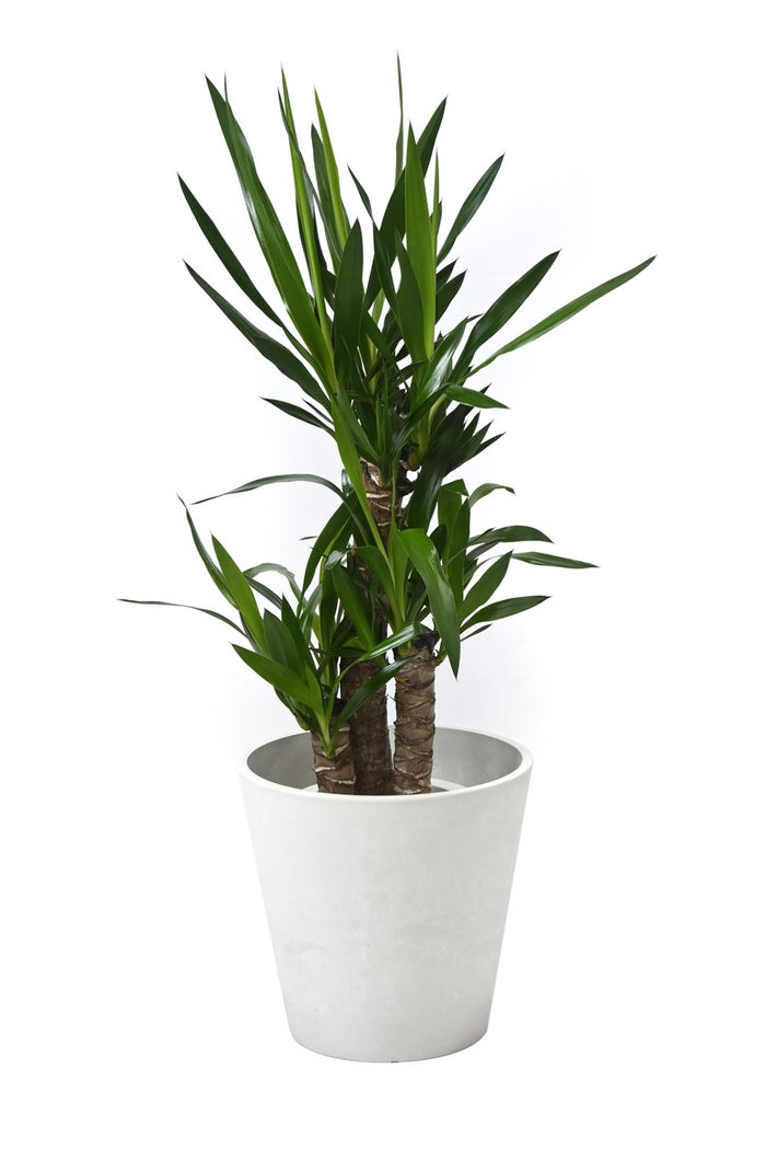 観葉植物 通販 ユッカ・エレファンティペス 7号鉢 ガルボ鉢カバー付 観葉植物 本物