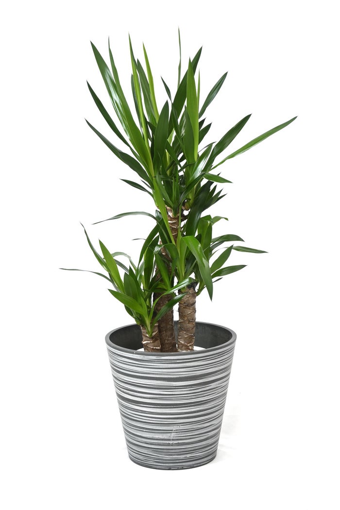 観葉植物 通販 ユッカ・エレファンティペス 7号鉢 エコフレンドリーポット鉢カバー付 観葉植物 本物