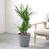 観葉植物 通販 ユッカ・エレファンティペス 7号鉢 エコフレンドリーポット鉢カバー付 観葉植物 本物