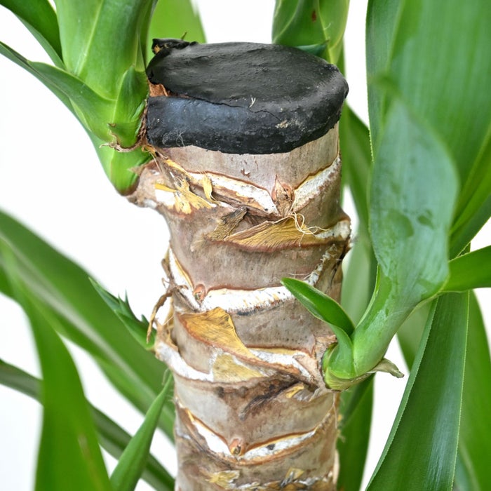 観葉植物 通販 ユッカ・エレファンティペス 7号鉢 エコフレンドリーポット鉢カバー付 観葉植物 本物