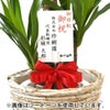 観葉植物 通販 ユッカ・エレファンティペス 7号鉢 エコフレンドリーポット鉢カバー付 観葉植物 本物